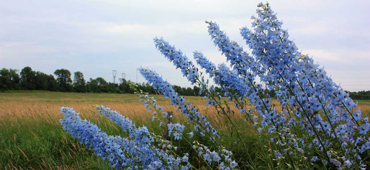 A Beautiful Country Oasis for Pampering
